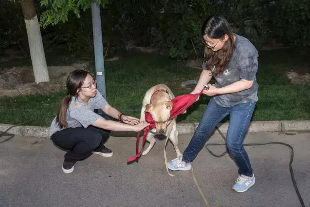 狗生如梦｜ONE实验室