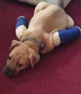 受了伤的狗狗,汪星人受伤真相