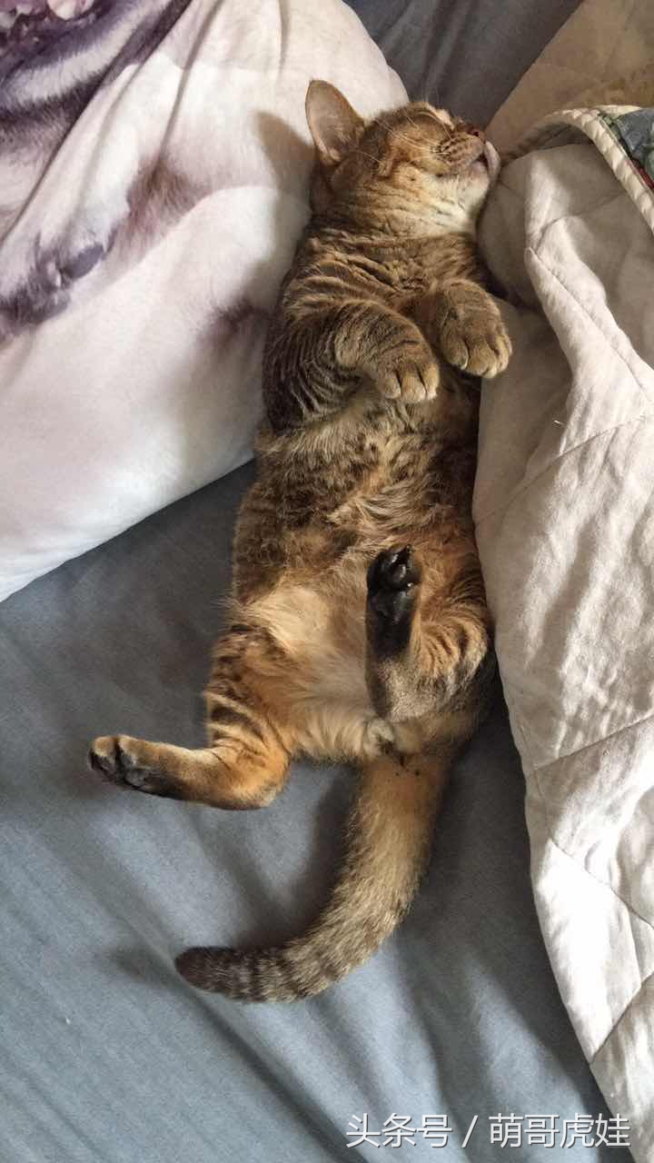 蓝猫掉毛厉害 (公蓝猫掉毛)