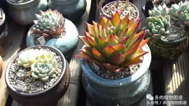 满阳台的多肉,满阳台多肉