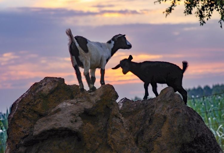 全国各地烤全羊,万人吃烤全羊