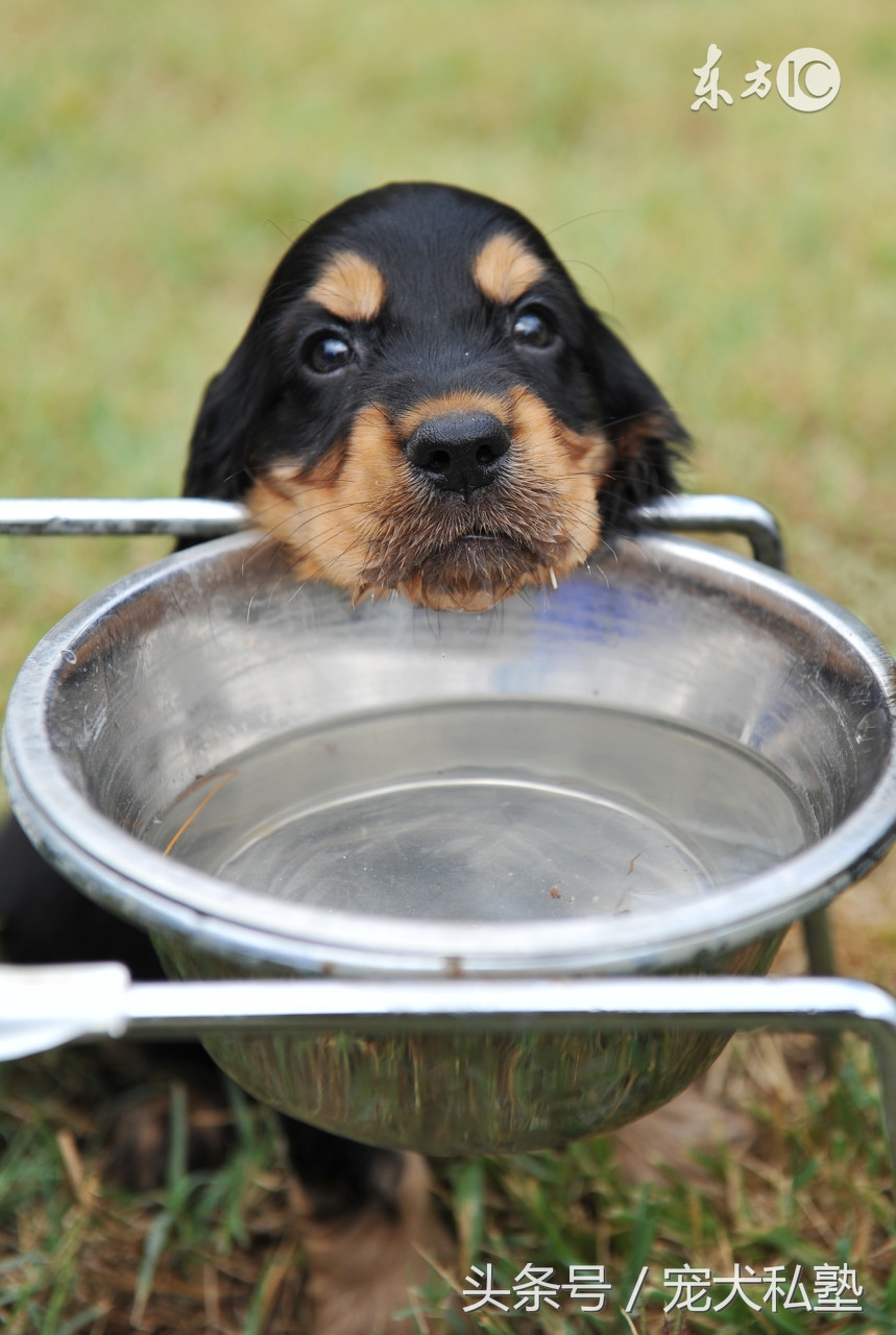 教你几招让狗狗立马变聪明,想让狗狗听话需要做好这五点