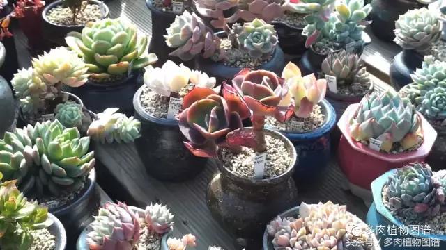 满阳台的多肉,满阳台多肉