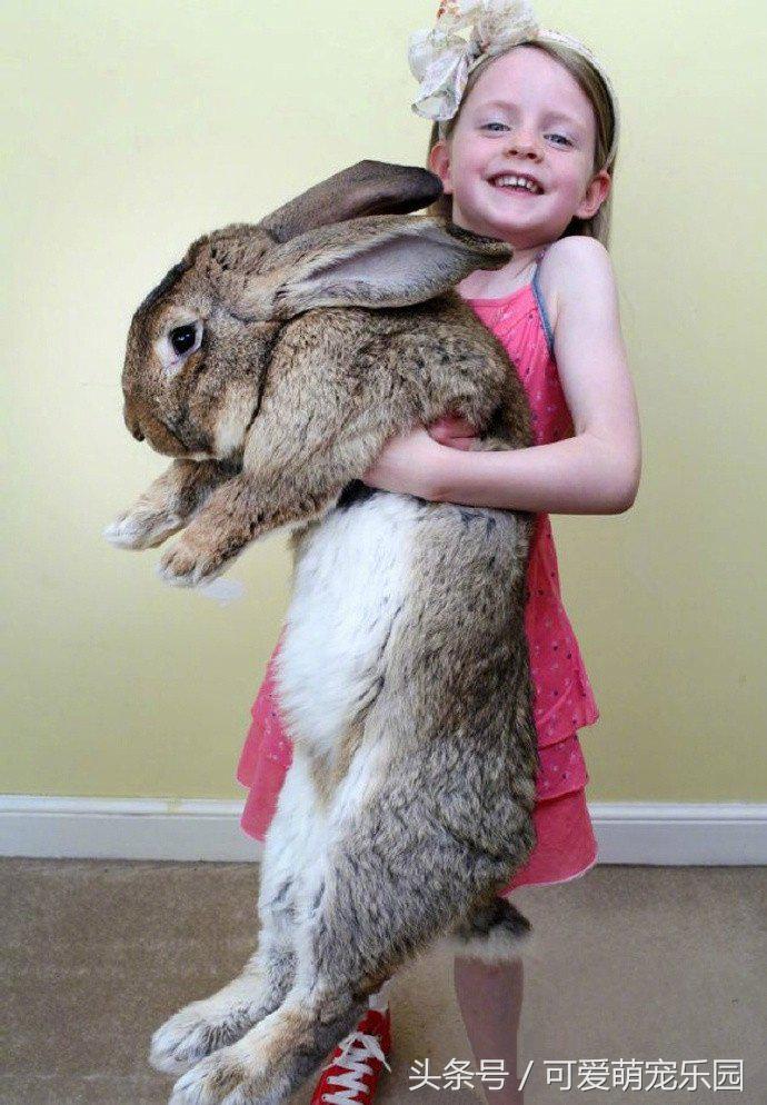 铲屎官你到底想怎么样,铲屎官你好怎么回复