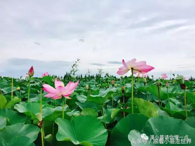 高淳去南京玩,高淳看荷花