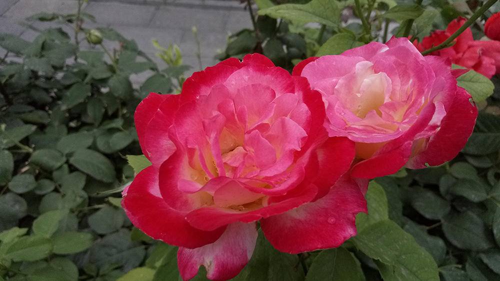 酷比h9全网通评测,酷比h9手机