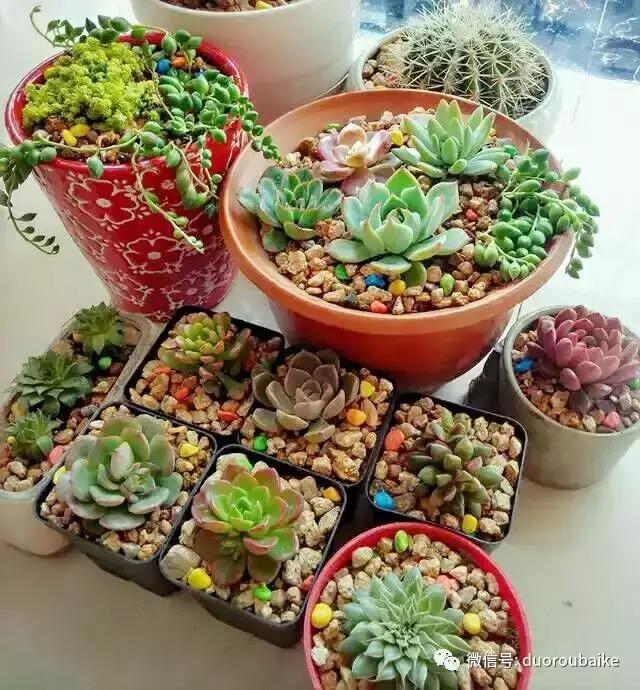 遇见多肉作品,和多肉邂逅的时光