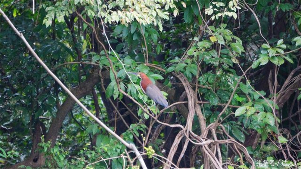 达人J：巴西的盛宴