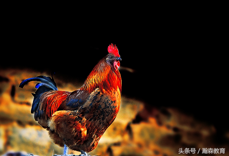 chicken与rooster区别,cock和rooster英语区别怎么写的