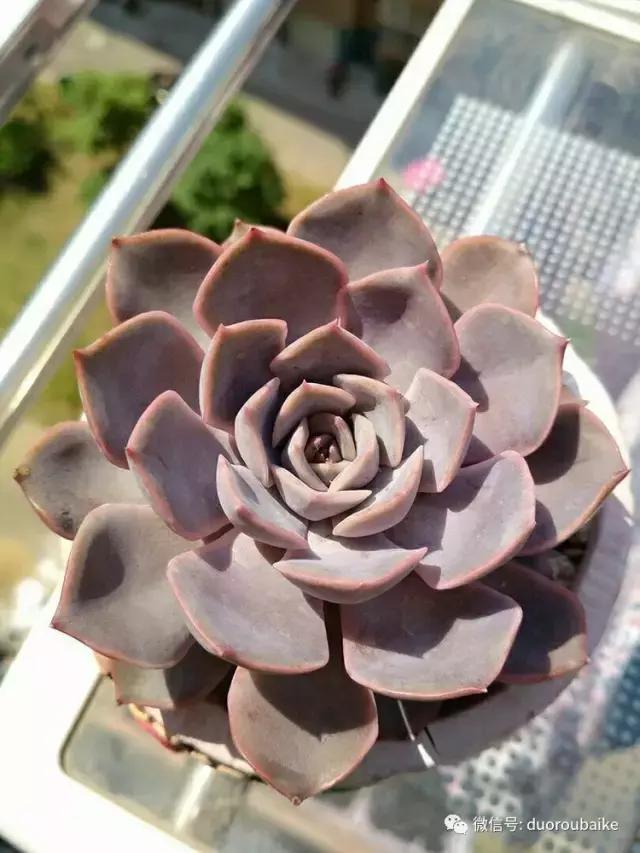 遇见多肉作品,和多肉邂逅的时光