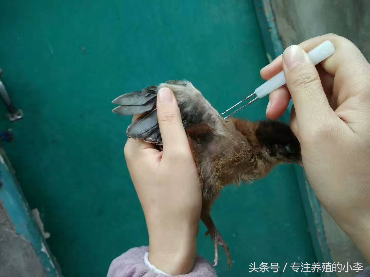 夏天农户养鸡注意事项及防治,夏天养鸡如何防蚊蝇呢