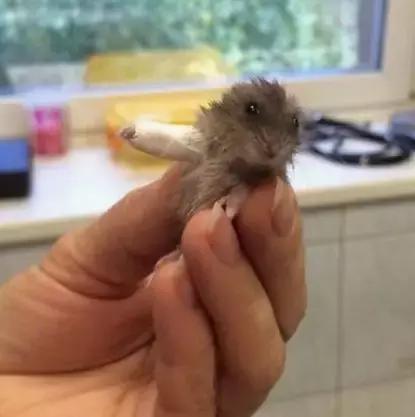 受了伤的狗狗,汪星人受伤真相