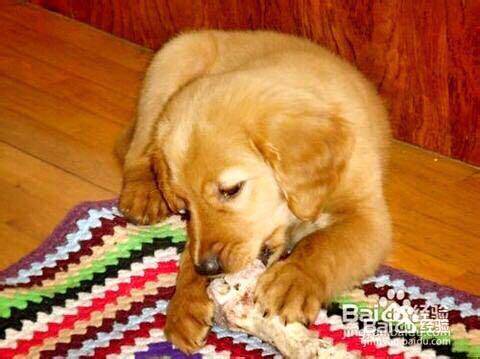 怎么改掉狗狗咬坏习惯,怎么纠正狗狗咬和玩耍