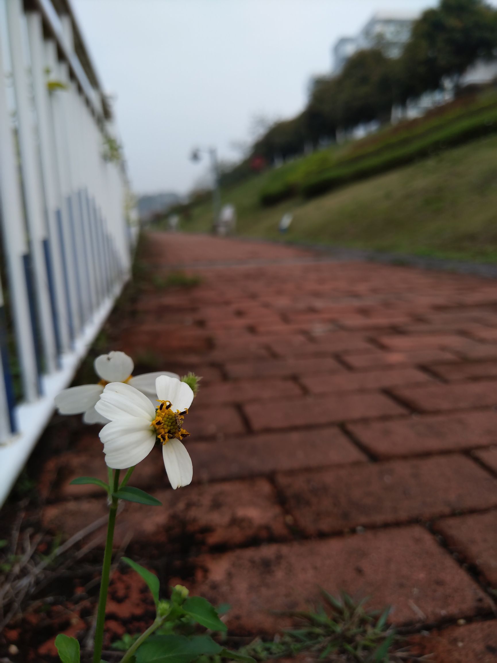 z11minis的rom,z11minis黑金版