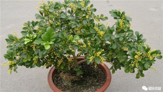 发财树的栽培与君子兰管理,发财树和君子兰可以放在阳光下吗