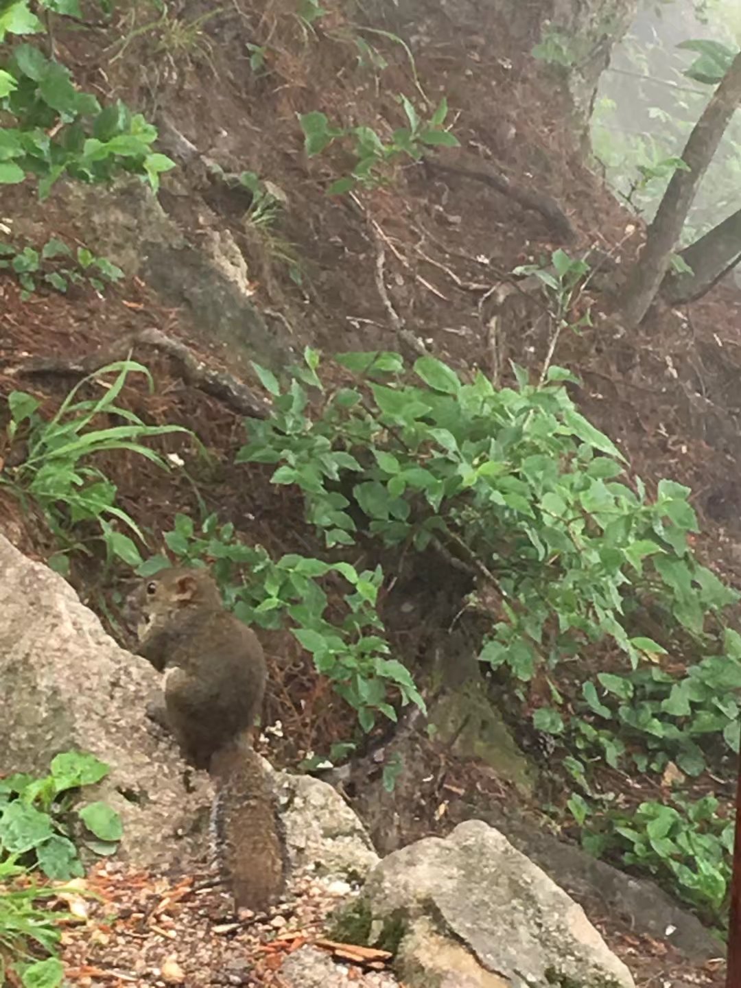黄山归来不看岳黄山攻略,黄山7日游旅游攻略图解
