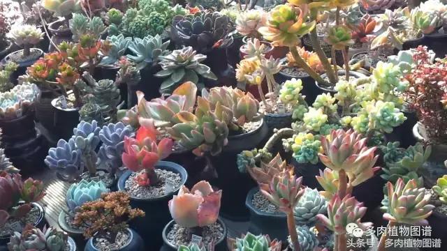 满阳台的多肉,满阳台多肉