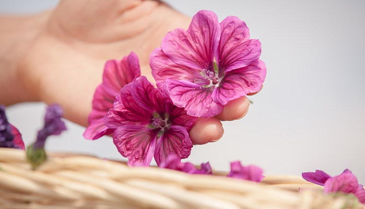 纯天然就是无公害,纯天然就真的安全吗别被骗了