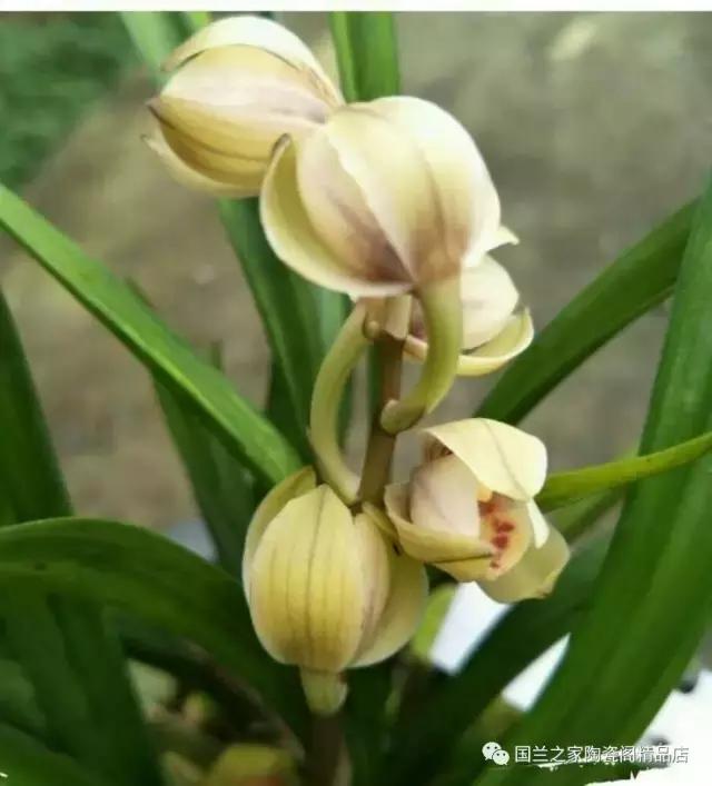 春兰和蕙兰莲瓣,蕙兰带花苞的兰花怎样上盆