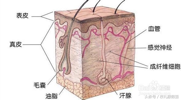 孕妇用什么化妆品平价,孕妇应该用哪种化妆品好点
