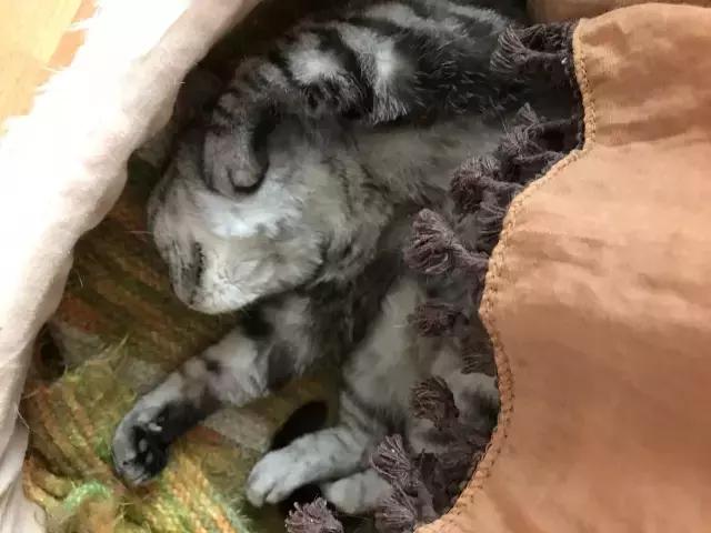 猫咪睡姿大作战,猫咪大字型睡姿图片