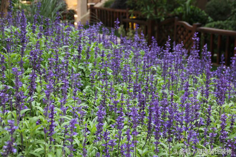 好望山别墅装修,海逸装修效果图