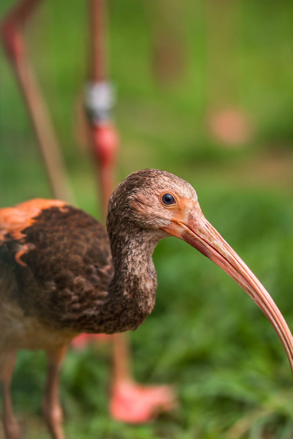 鐏儓楦熺潾姣涜啅瀵嗙⒊,鐏儓楦熺粏寰潾姣涜啅