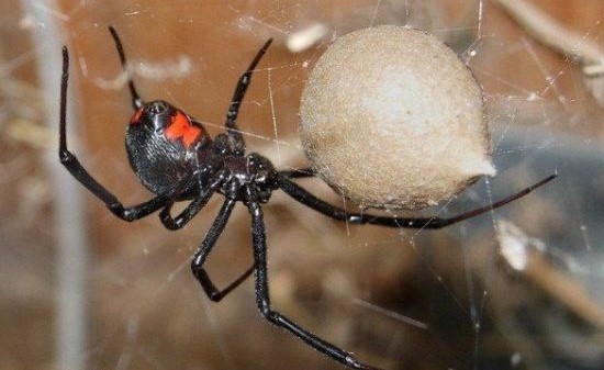 黑寡妇蜘蛛咬人几分钟致死,毒蜘蛛咬人结果