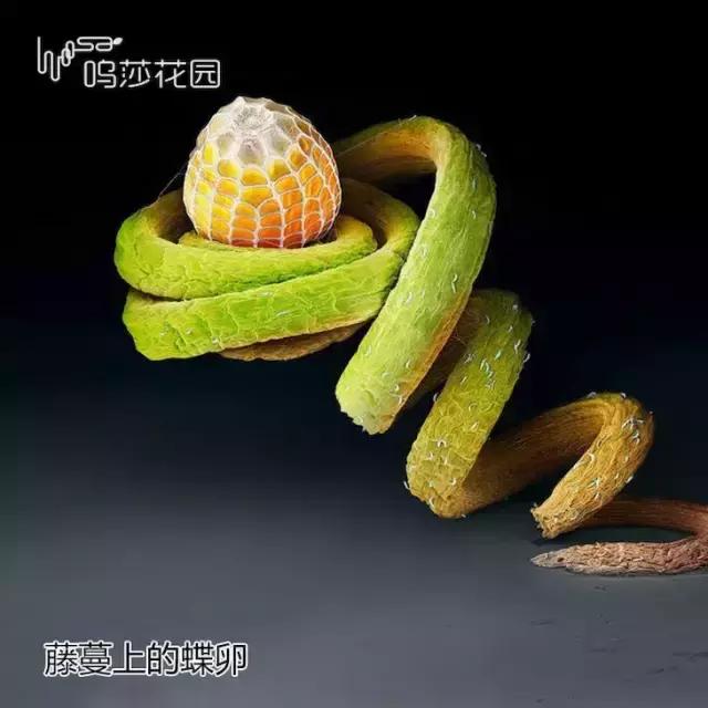 多肉有玄灰蝶虫卵怎么办,多肉有玄灰蝶怎么办