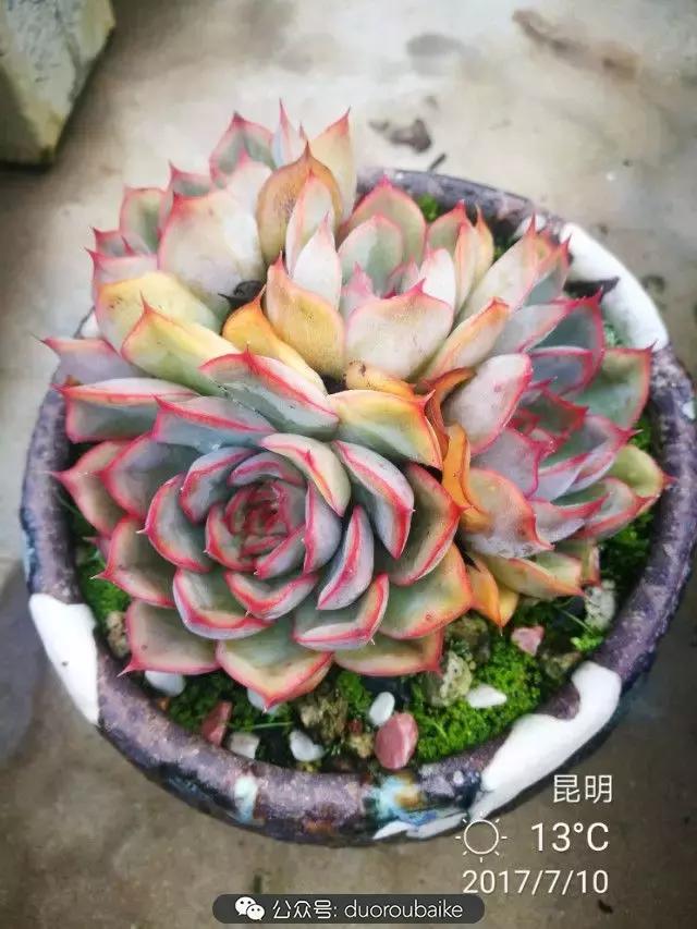 苔藓与多肉,多肉与苔藓的巧妙组合