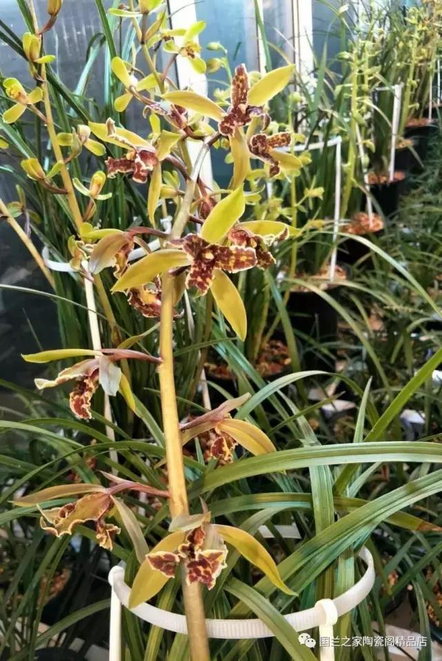 春兰和蕙兰莲瓣,蕙兰带花苞的兰花怎样上盆