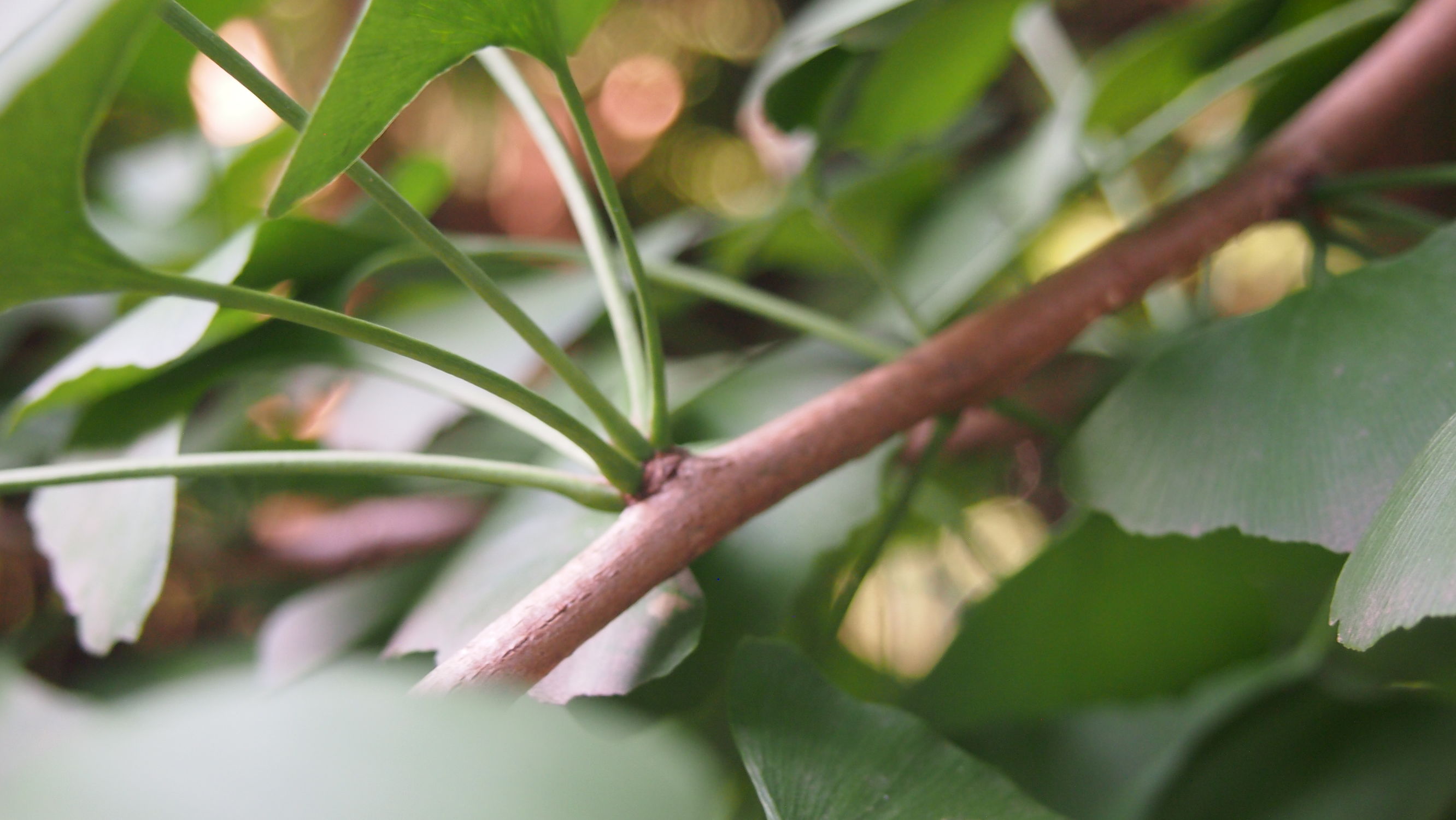 银杏白果是否有毒性,银杏树白果入药