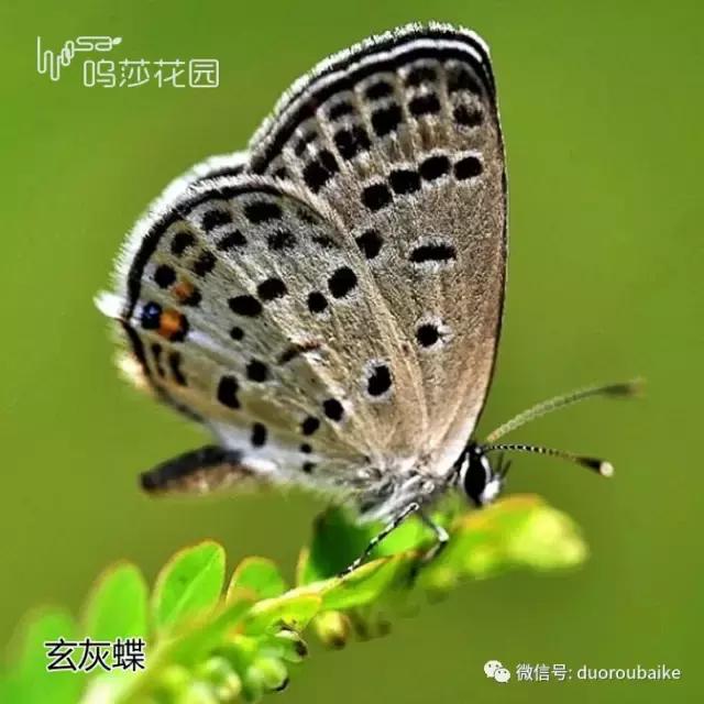 多肉有玄灰蝶虫卵怎么办,多肉有玄灰蝶怎么办