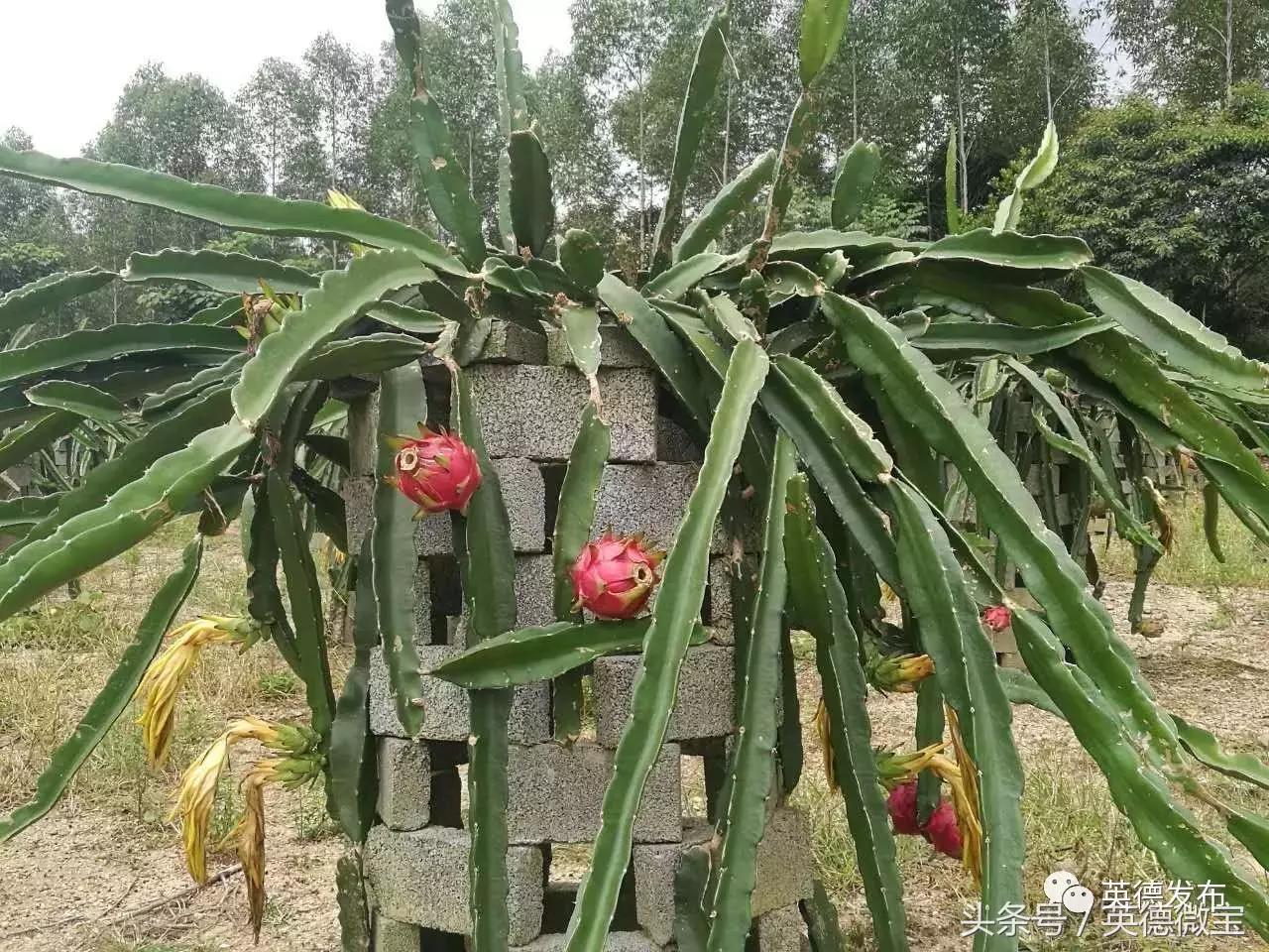 甯﹀姩鍛ㄨ竟鍐滄埛澧炴敹鑷村瘜,甯﹀姩鏉戞皯绉嶆缁忔祹浣滅墿鑷村瘜