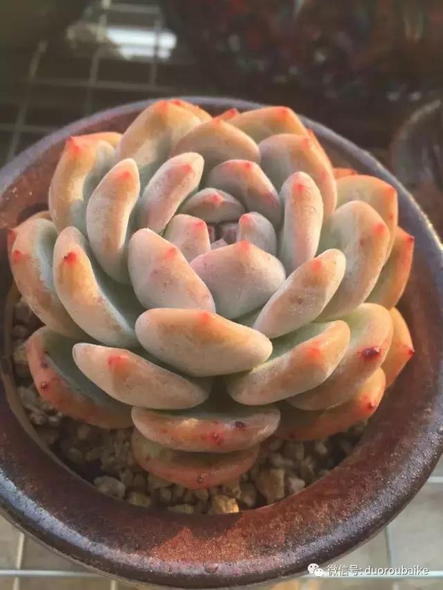 夏日多肉状态,夏天的多肉褪去了华丽的颜色