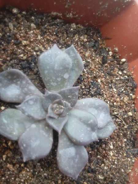 多肉得白霉病用什么药,多肉得了根粉蚧怎么处理