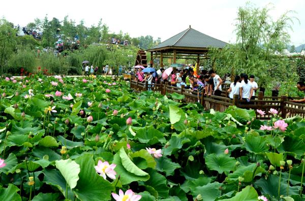 贵阳赏荷,贵阳荷花拍照打卡点