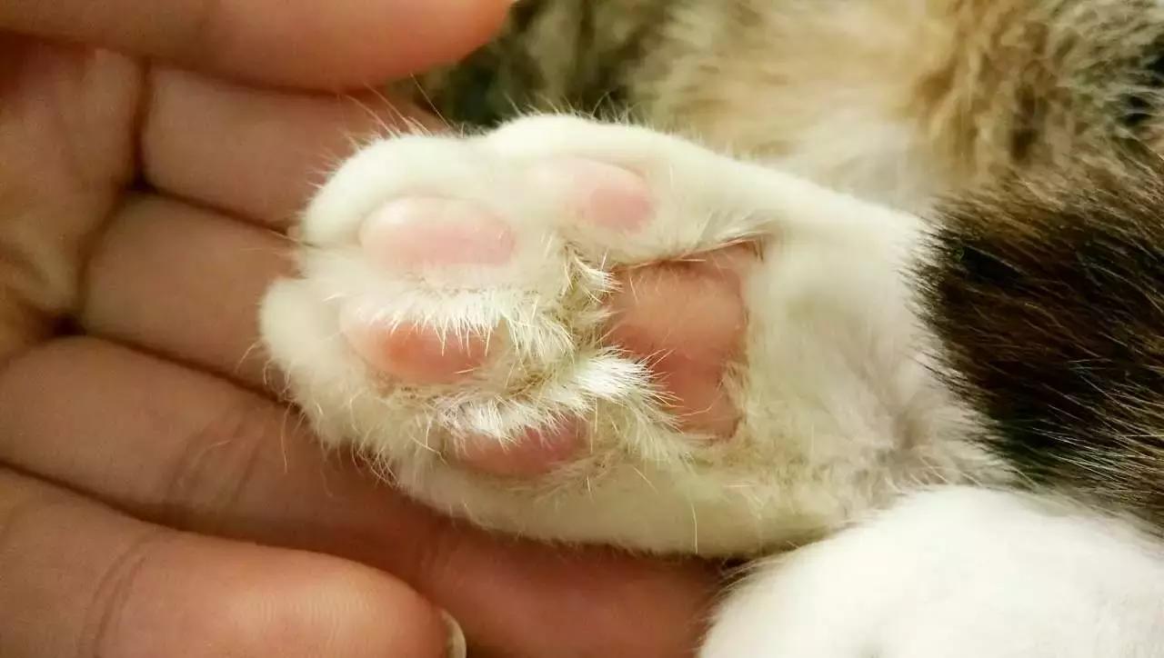 猫爪肉球形状判断猫咪性格,猫咪肉球颜色决定猫咪性格