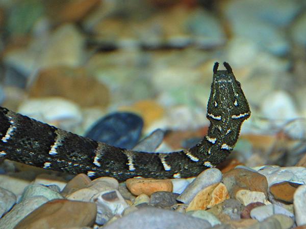 震惊！爬虫类竟会使“三十六计”（四）