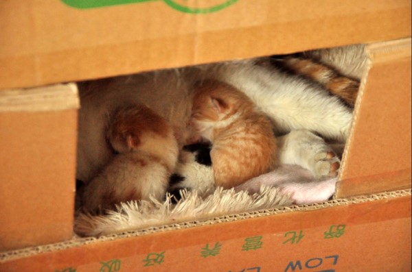 猫咪怀孕生产用什么消毒,猫咪怀孕产前护理