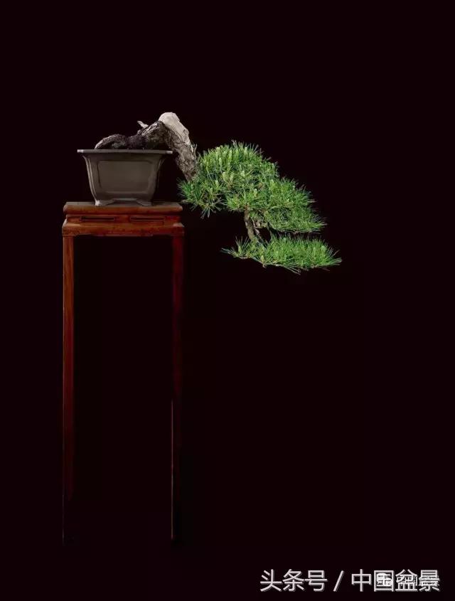 全国盆景拍卖前十 (盆景拍卖专场)