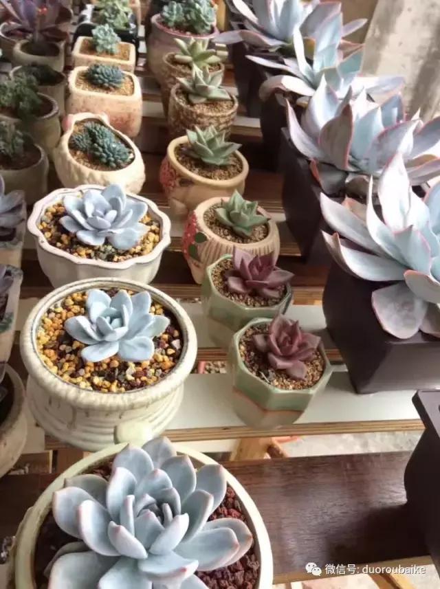 自制多肉花架最简单的方法,自制多肉花架子
