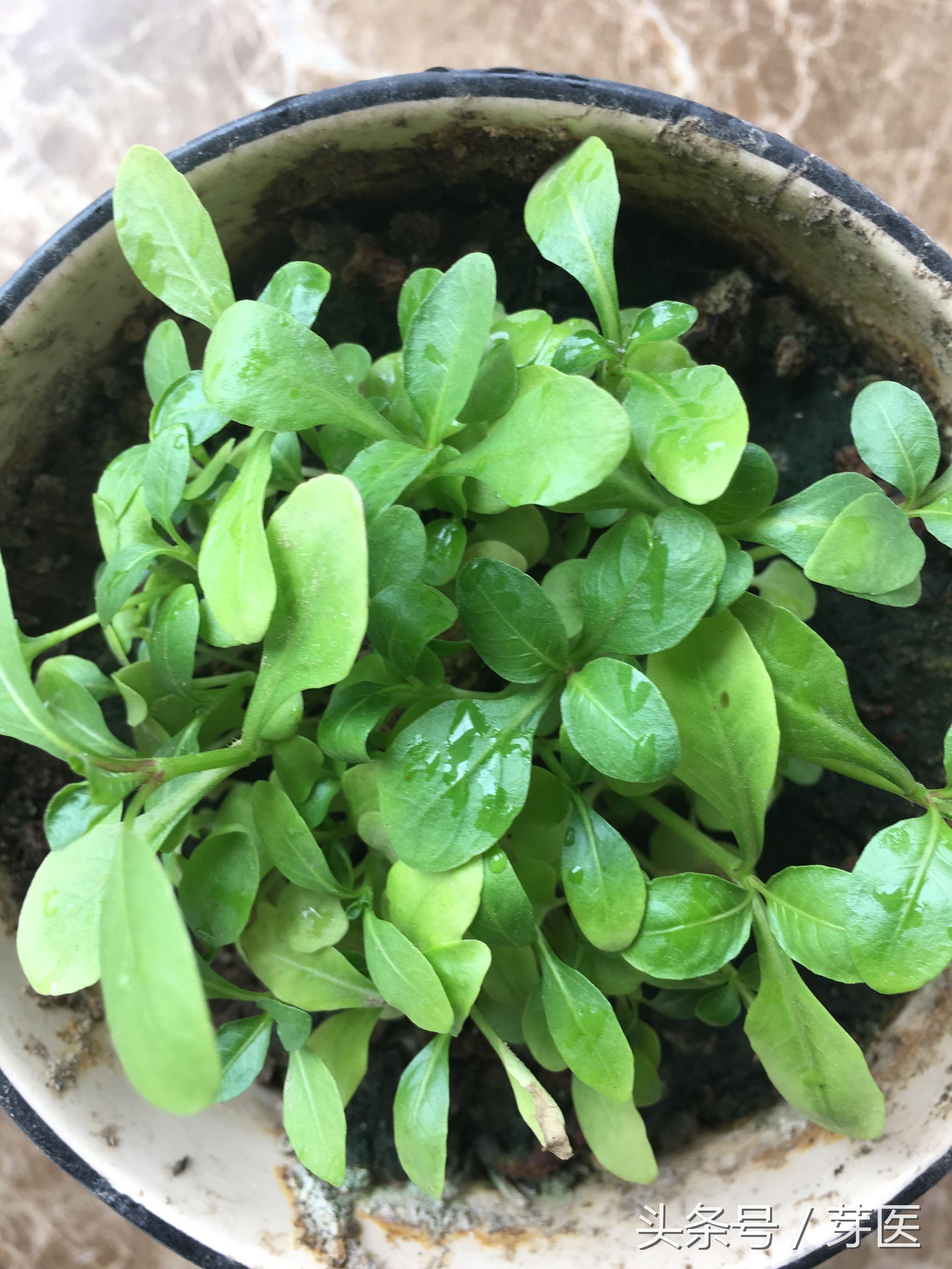 海藻面膜发芽种出来的是什么,海藻面膜是什么植物的种子