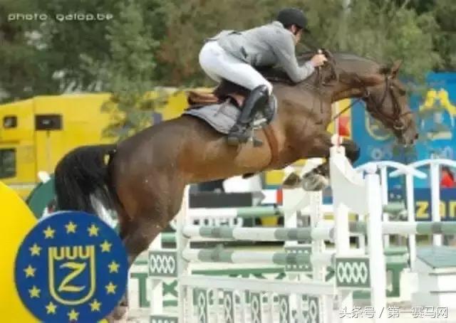 怎么样从国外进口马,从国外如何买马匹