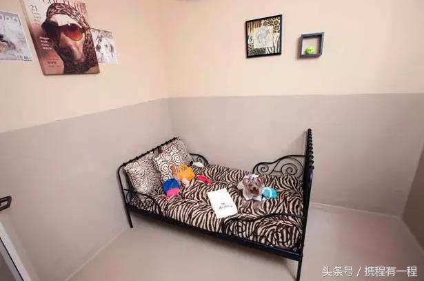 王思聪可以带狗上飞机吗 (王思聪飞机可以带狗吗)