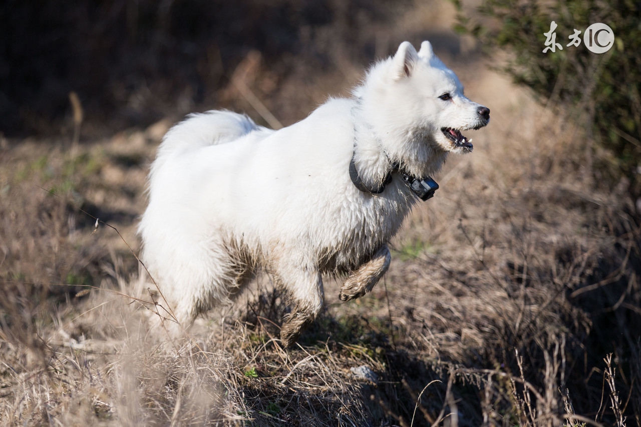 新手怎么养萨摩耶犬,新手怎么养萨摩耶驱虫