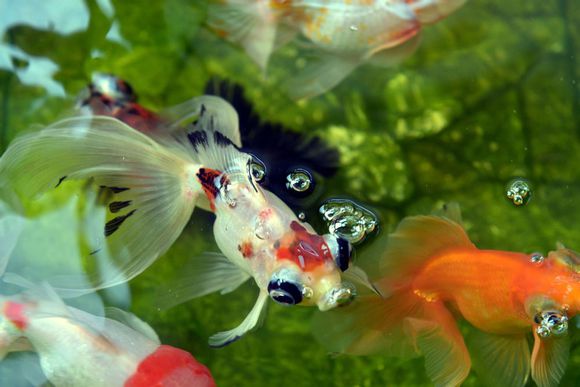 金鱼体色变化的原因,金鱼保色方法