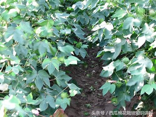 种棉花单趟高产还是双趟棉花高产,棉花如何控制旺长用什么农药