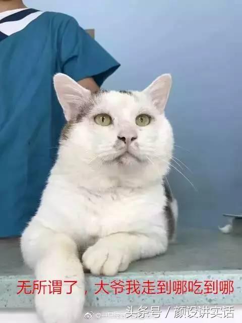 猫咪割双眼皮对比图,猫咪割双眼皮后对比