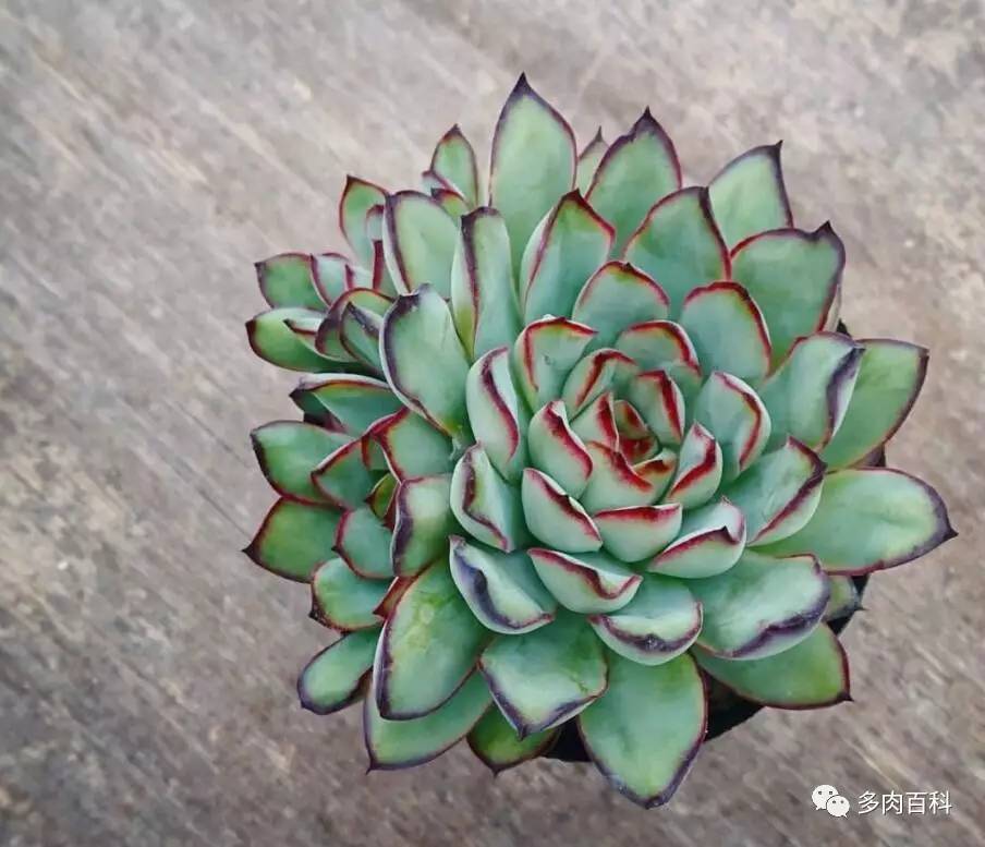 夏天多肉植物都养死了咋办,多肉植物夏季小窍门有哪些